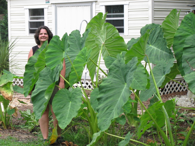 In the Garden: July 2013