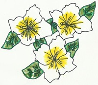 flores3