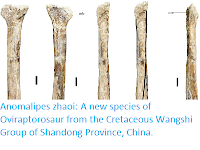 http://sciencythoughts.blogspot.com/2018/12/anomalipes-zhaoi-new-species-of.html