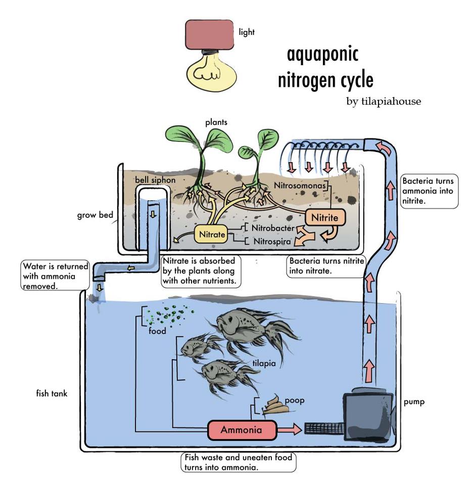 Fish Tank Aquaponics System