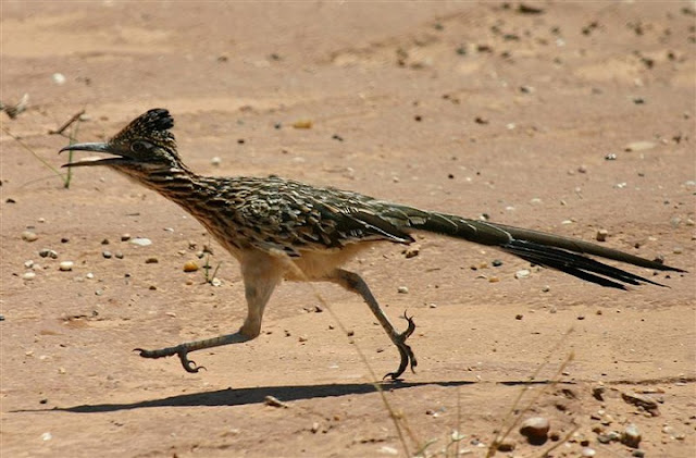 Roadrunner, Burung dengan Kemampuan Lari Tercepat di Dunia