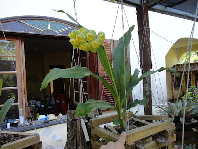 Catasetum hookeri care and culture