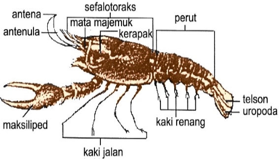 Pengertian dan Ciri Ciri Hewan  Filum Arthropoda Kelas 