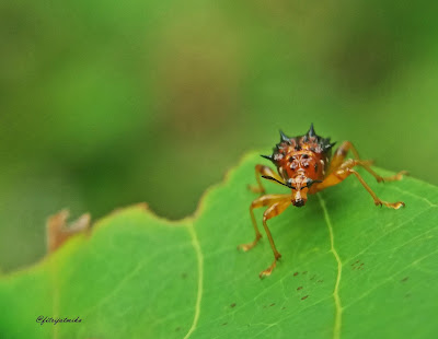 Apoderinae Member