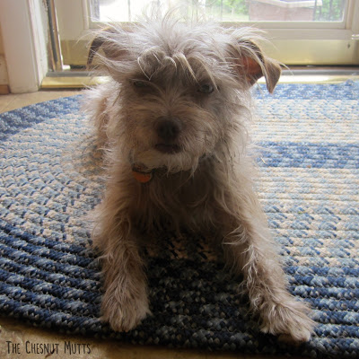 Bailey ready for a nap after eating her Honest Kitchen breakfast