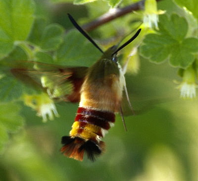 Baby Hummingbirds Pictures on Was Talking About       Clearwing Hummingbird Moths  Hahahahaha