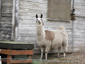 Drama Llama, Living From Glory To Glory Blog...