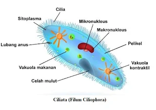 filum ciliophora