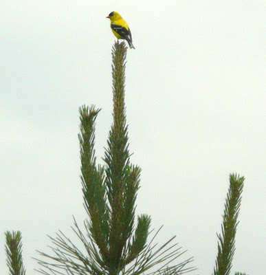 goldfinch on pine