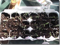 Dead Tomatoes April 7 Dead Tomatoes April 7