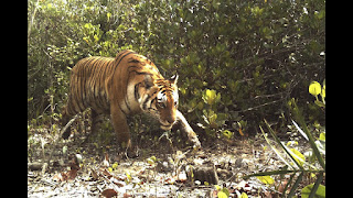 tigers in Sundarban