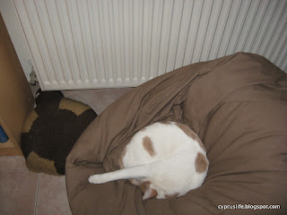 Alex, the large white cat, likes to curl up and sleep in the beanbag on a cold day