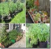 Vegetable_Gardening_in_Containers