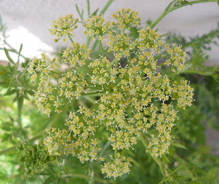 flor del perejil