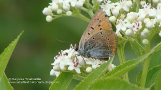 Lycaena dispar (male) DSC88875