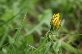 photograph of closed dandelion with few remaining yellow petles. photo by Corina Duyn