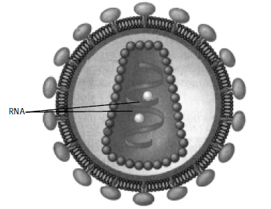 Materi Biologi Klasifikasi Virus - belajarmateri