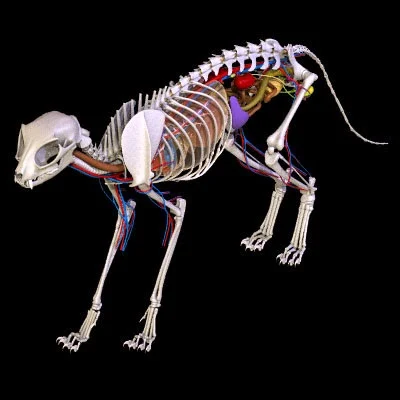 imagens-3d-anatomy-anatomia-veterinaria-veterinary-animal