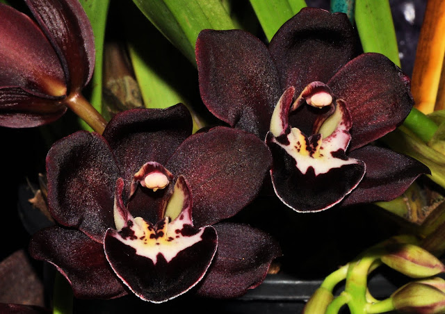 Cymbidium Kiwi Midnight 'Geyserland'