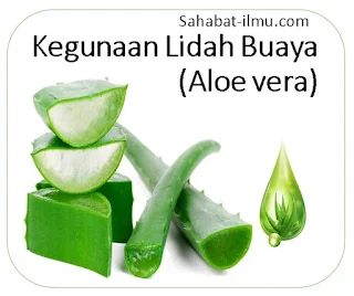 Kegunaan Lidah Buaya (Aloe vera)
