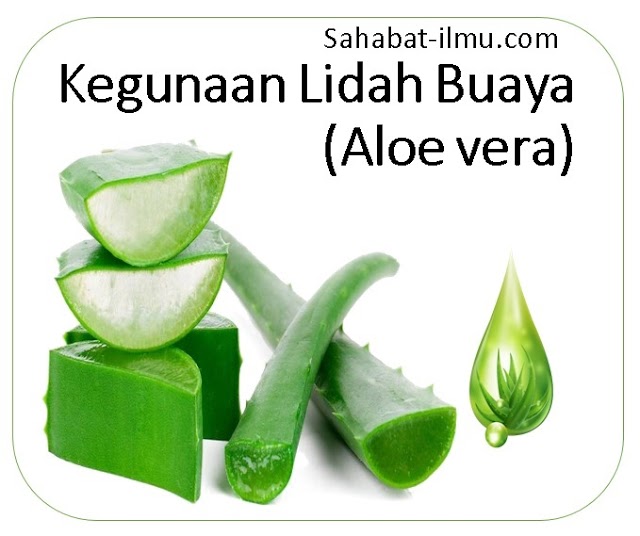 Kegunaan Daun Lidah Buaya