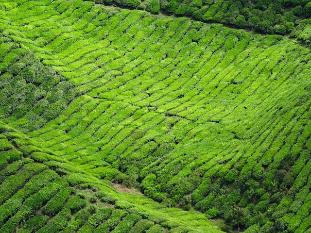 tea cameron highlands malaysia