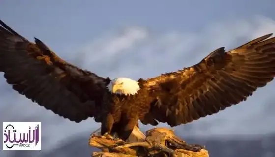 story-that-might-have-been-an-eagle
