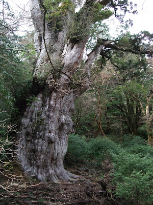 http://bambang-gene.blogspot.com/2011/08/3-pohon-paling-tua-di-dunia.html