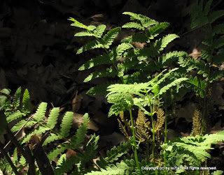 Fern and Spores