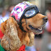 Dogs Fashion Show Pictures Of 2014
