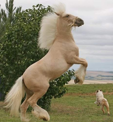 world's beautiful horses