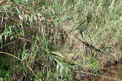 Pijlriet - - Arundo donax