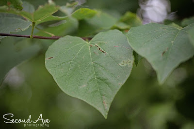 nature, 100mm f/2.8 Macro, macro photography, project 52, Virginia photographer, flowers, trees, 