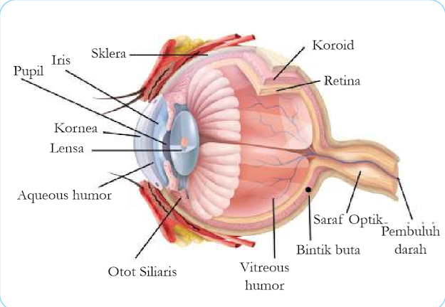 Gambar Bagian-bagian mata