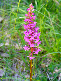 Short-spurred Fragrant Orchid Gymnadenia odoratissima.  Indre et Loire, France. Photographed by Susan Walter. Tour the Loire Valley with a classic car and a private guide.