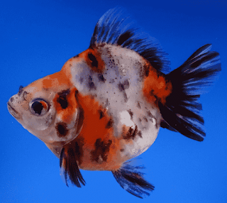السمكة الدائرية المرقطة ryukin Goldfish