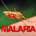 Obat Tradisional untuk Malaria