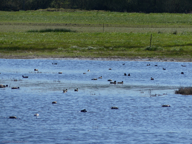 ducks with their rears in the air as they float