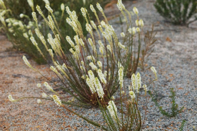 Creamy Candles (Stackhousia monogyna)