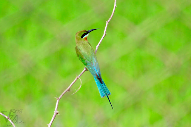 Eye-catching Blue-tailed bee-eater