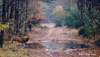Dit hert ontsnapt aan de jager omdat de fotograaf in het schootsveld staat