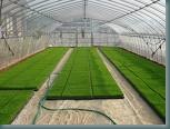 Sod Greenouse