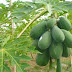 Pepaya/Kates (Carica papaya L.)