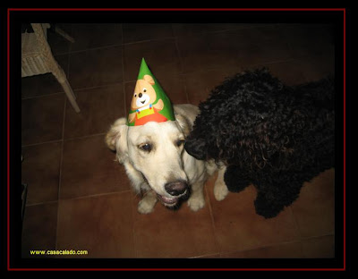 Festa de Anos Canina dos Golden Retriever puppies