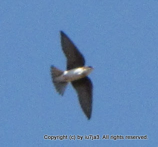 Tree Swallows Flying