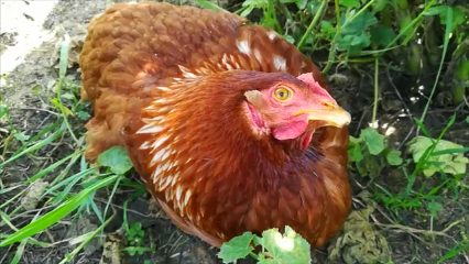 Enfermedades-de-aves-de-corral