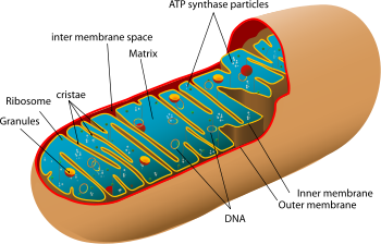 Biologi Kelas 10 Sel Prokariotik