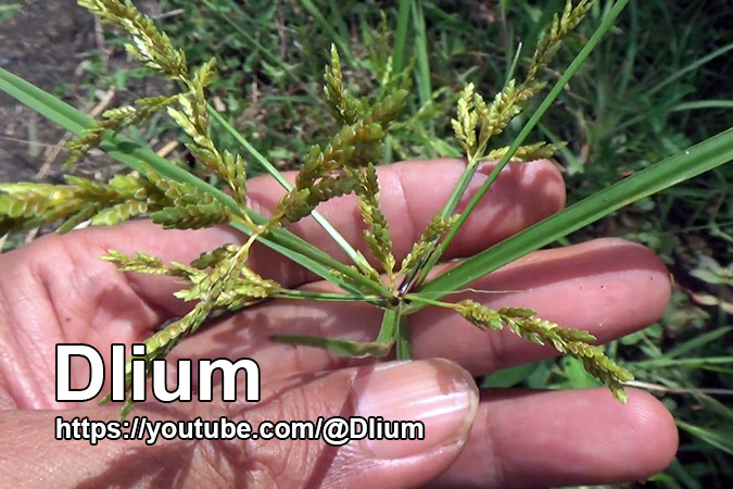 Dlium Rice flat-sedge (Cyperus iria)