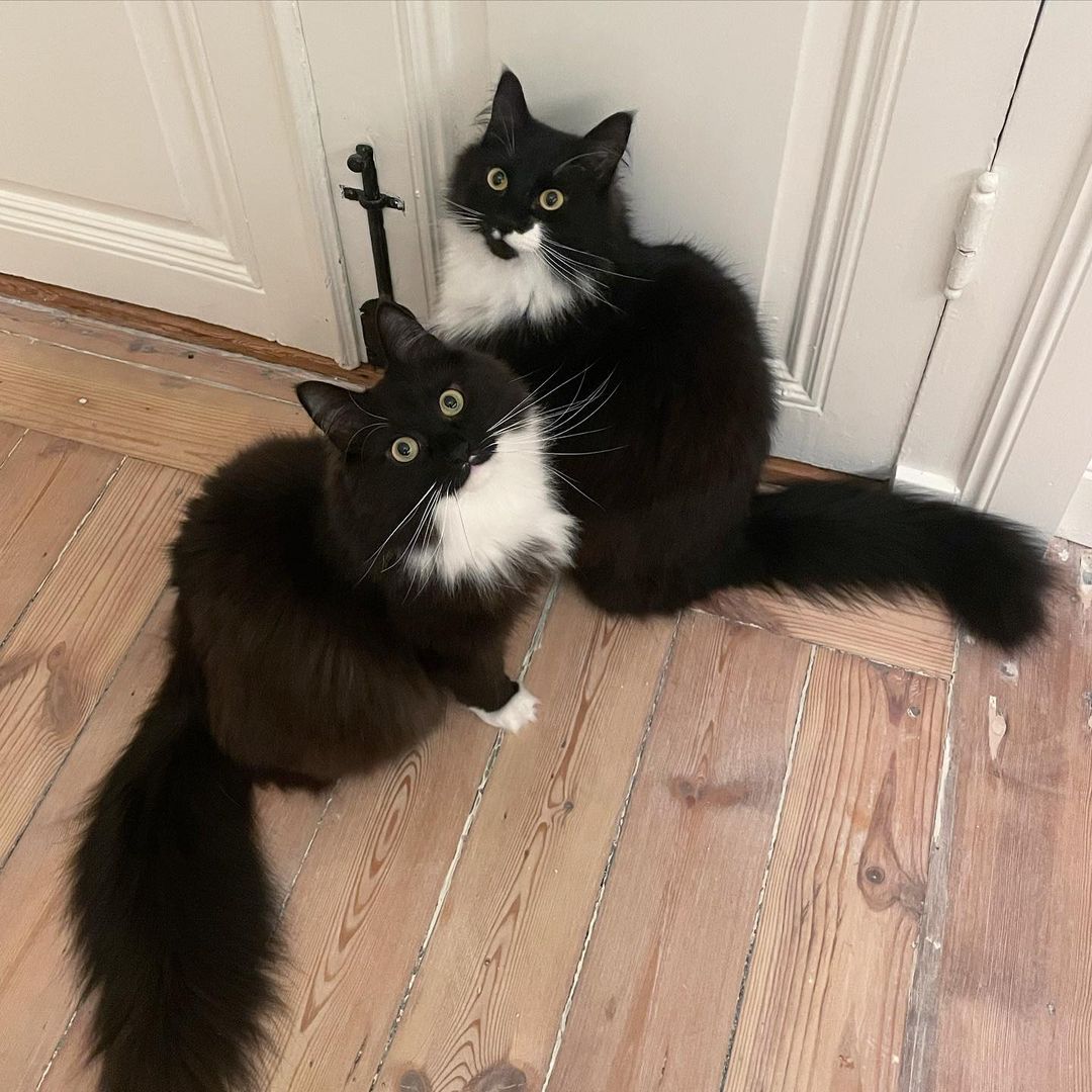 Cat and Gilbert, the twin cats