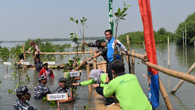 Hari Mangrove Sedunia, Lantamal V Tanam Mangrove di Pesisir Surabaya